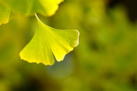 銀杏|Ginkgo